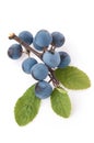 Ripe blackthorn berries on a branch with green leaves isolate. Sloe Prunus spinosa on studio white background. close-up in