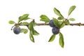 Ripe blackthorn fruit Royalty Free Stock Photo