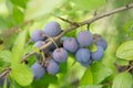 Ripe blackthorn fruit on a branch in the sunlight