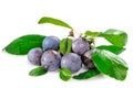 Ripe blackthorn fruit with leaves