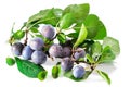 Ripe blackthorn fruit with leaves Royalty Free Stock Photo