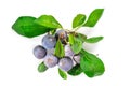 Ripe blackthorn fruit with leaves