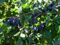 Ripe blackthorn fruits Prunus spinosa growing on tree branches