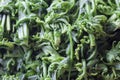 Ripe blanched Paco Fern or Small vegetable fern.