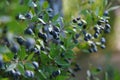 Ripe blue berries on myrtle branches