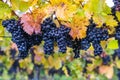 Ripe Blue Grapes on a Branch Royalty Free Stock Photo