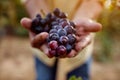 Ripe blue grapes