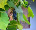 Ripe blue grapes on a grapevine