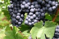 Almost ripe blue grapes with green vine leaves Royalty Free Stock Photo