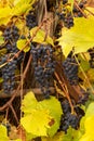 Ripe blue grapes hanging on vine in vineyard close up Royalty Free Stock Photo