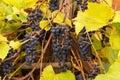 Ripe blue grapes hanging on vine in vineyard Royalty Free Stock Photo