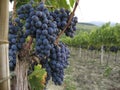 Ripe blue grapes hanging in a vineyard in Tuscany, Italy Royalty Free Stock Photo