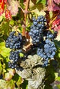 Ripe blue grapes Royalty Free Stock Photo