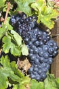 Ripe blue grapes Royalty Free Stock Photo