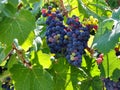 Ripe blue grapes on vine in vineyard Royalty Free Stock Photo