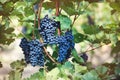 Ripe blue grapes in vineyard. Autumn, harvest time Royalty Free Stock Photo