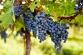 Ripe blue grapes in the vineyard Royalty Free Stock Photo