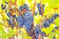 Ripe blue grapes in a vineyard in Portugal Royalty Free Stock Photo