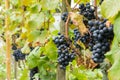 Ripe blue grapes in the vineyard Royalty Free Stock Photo