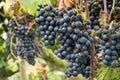 Ripe blue grapes in the vineyard Royalty Free Stock Photo