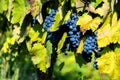 ripe blue grapes in a vineyard Royalty Free Stock Photo