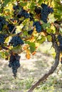 Ripe blue grapes in a vineyard in South Moravia Royalty Free Stock Photo