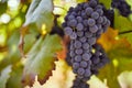 Ripe blue grapes in the vineyard Royalty Free Stock Photo