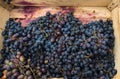 Ripe blue grapes in a wooden box Royalty Free Stock Photo