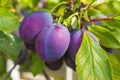 Ripe blue plum berries in the branches. Closeup. Soft focus, shallow depth of field Royalty Free Stock Photo