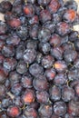 Ripe blue plum, fresh harvest counter, farmers market. Royalty Free Stock Photo