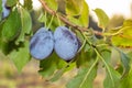 Ripe blue plum fruits close-up on a branch in the sun. Autumn Harvest Royalty Free Stock Photo