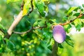 Ripe blue plum. Gardening Royalty Free Stock Photo