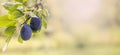 Ripe blue plums hanging from a twig of a green plum tree in the summer Royalty Free Stock Photo