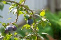 Ripe blue plums on a plum tree branch with green leaves. Royalty Free Stock Photo