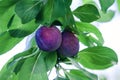 Ripe blue plums on a tree branch in an orchard on a sunny day Royalty Free Stock Photo