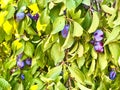 Ripe blue plums on a tree with green foliage in the summer garden.