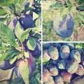 Ripe blue plums on the tree in an orchard; fruit collage; retro Royalty Free Stock Photo