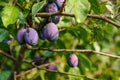 Almost ripe blue purple plums growing on tree branch, closeup detail Royalty Free Stock Photo