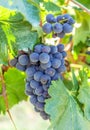 Ripe, blue vine closeup, against the background of the vineyard. Dark grapes with green leaves.