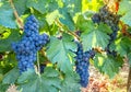 Ripe, blue vine closeup, against background of vineyard. Dark grapes.