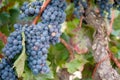 Ripe blue wine grapes on egged vine trunk background Royalty Free Stock Photo