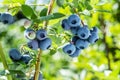 Ripe blueberries bilberry on a blueberry bush on a nature background