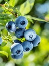 Ripe blueberries bilberry on a blueberry bush on a nature background