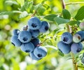 Ripe blueberries bilberry on a blueberry bush on a nature background