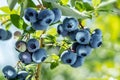 Ripe blueberries bilberry on a blueberry bush on a nature background