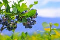 Ripe blueberries on blueberry plantation Royalty Free Stock Photo