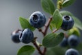 Ripe blueberries on a branch with green leaves on a gray background