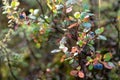 Ripe blueberries on the bush branches in the North of Yakutia, Sakha Republic