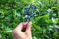 Ripe blueberries on the bush