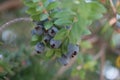 Ripe blueberries extreme close-up on blurred background Royalty Free Stock Photo